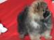 sch�nen und sympathischen pomeranian Welpen zu verkaufen